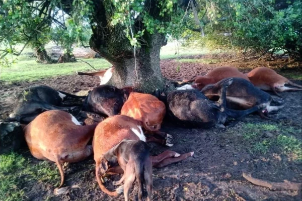 Un rayo fulminó a una decena de animales vacunos en Corrientes