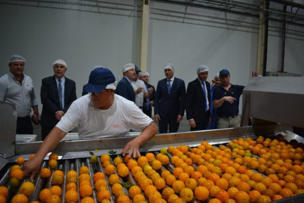 La industria del jugo de naranja en Corrientes se fortalece ante la demanda internacional