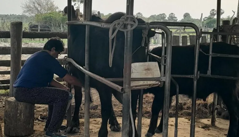 Corrientes apuesta al desarrollo de la ganadería bubalina