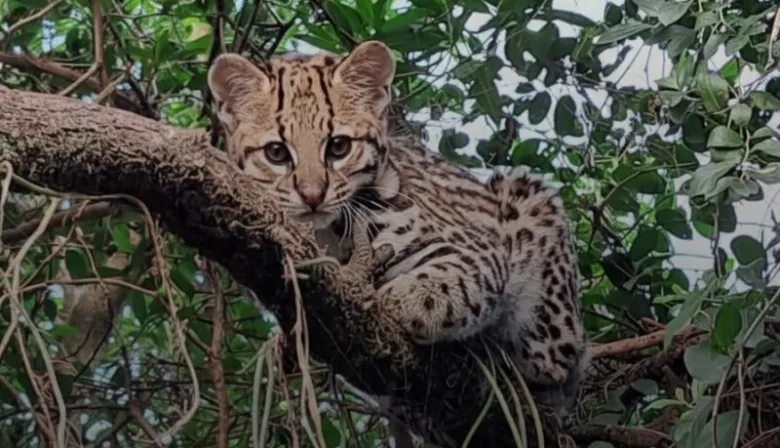 Pelusa, la ocelote que se prepara para volver al Iberá