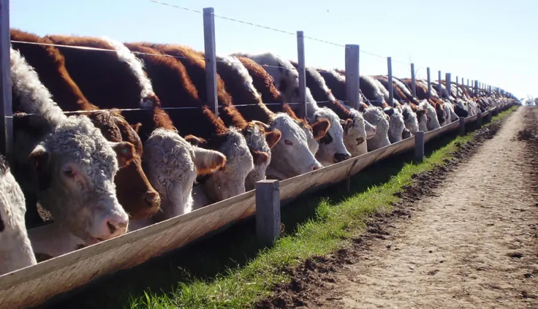 El feedlot frente a un escenario desafiante: “La cuenta hoy al ingresar en los corrales es negativa”