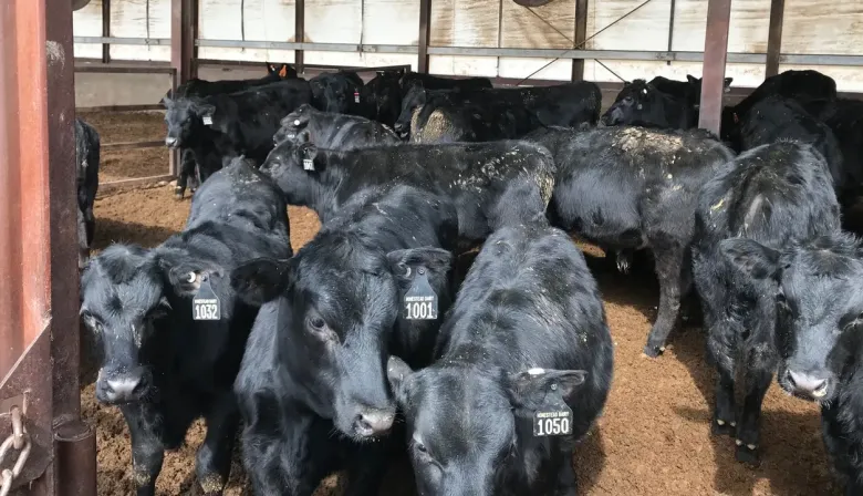 Ya se usa en EE.UU.: una revolucionaria técnica soluciona un problema histórico en las explotaciones lecheras argentinas