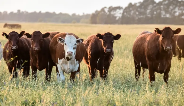Un millón menos: la Argentina cerraría 2025 con el tercer año consecutivo de caída del rodeo vacuno
