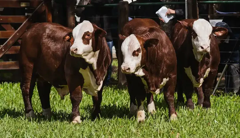 Meabe como criador y presidente de la SRC: “El ternero atraviesa uno de los mejores momentos”