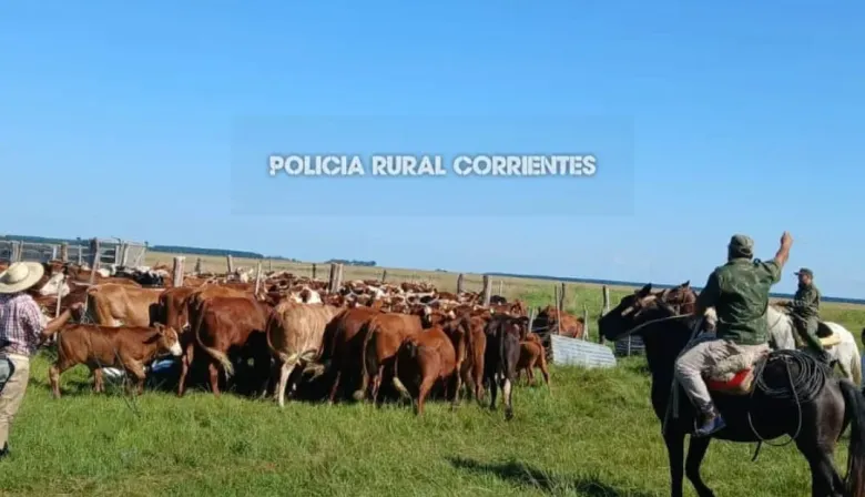 Esquina: denunció el faltante de vacas y terminó con más de las que tenía