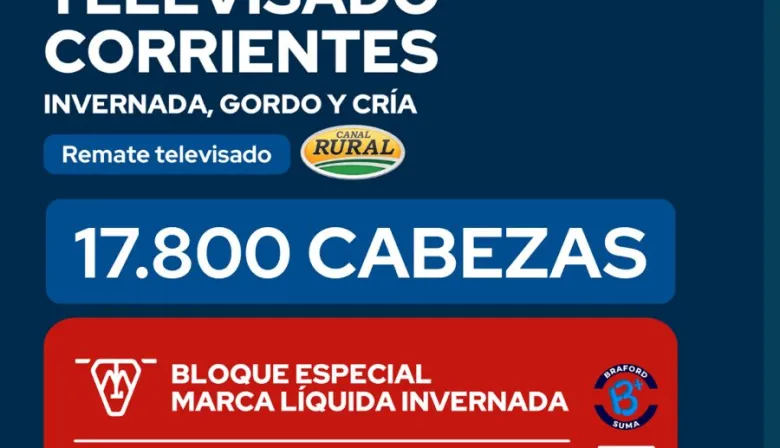 27/2/26 Reggi y Compañia: Gran Remate Televisado Corrientes, invernada, gordo y cria
