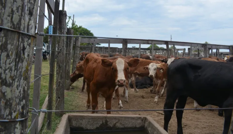 Bella Vista: Con más de 1600 cabezas abrió el circuito de remates para pequeños productores