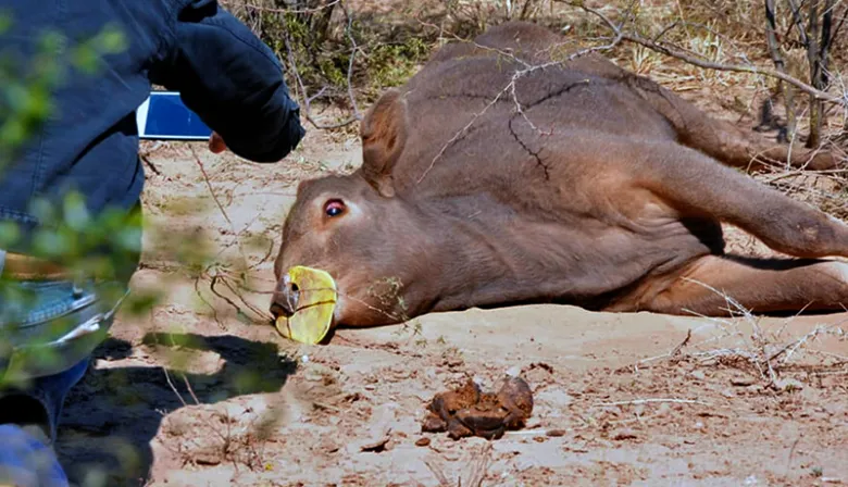 Rabia en el NEA: confirman focos en Corrientes y Misiones y refuerzan controles sanitarios