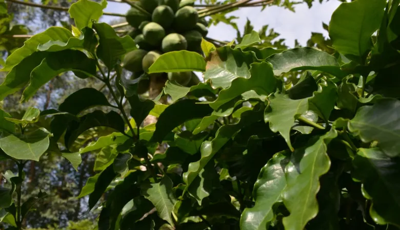 Un nuevo cultivo para el desarrollo: avanza el proyecto de café correntino