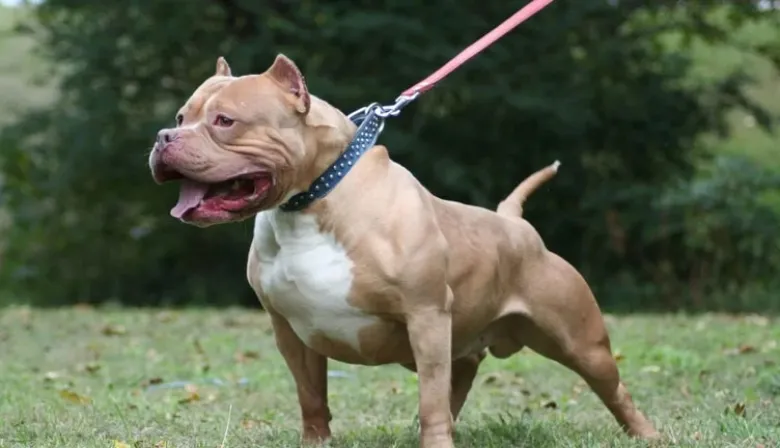 Una niña de 5 años fue atacada por un pitbull en Esquina y debió ser derivada a Corrientes