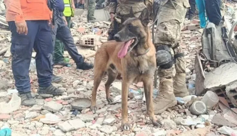 Bart, el perro rescatista argentino que fue clave para salvar a dos niños atrapados entre los escombros