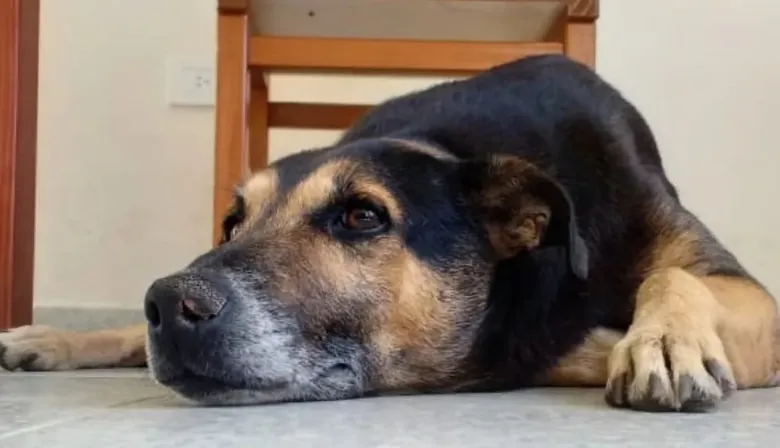 Alvear despide a Pichino, el perro que se ganó el corazón de todo un pueblo