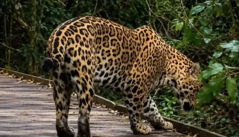 Juicio histórico: acusan a un hombre de matar un yaguareté y podría sentar un precedente