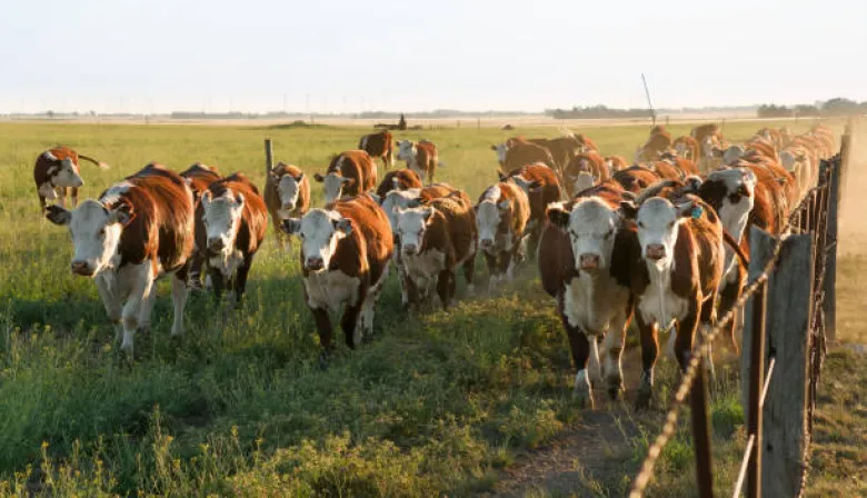 Ante el avance de El Niño, Corrientes pide a los productores anticiparse y reducir el riesgo en los campos