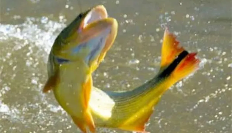 Corrientes habilitó nuevamente la pesca en el Paraná tras finalizar la veda extraordinaria