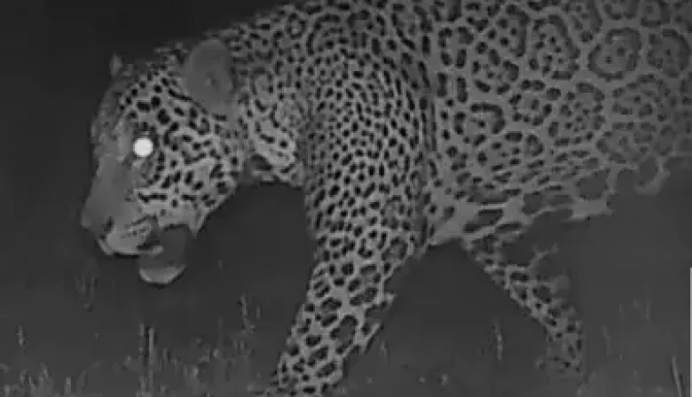 Crecida del Paraná: alerta en Itatí por la posible presencia de un yaguareté