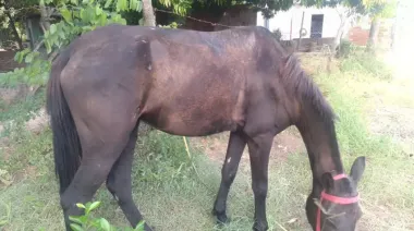 Fallo ejemplar en Corrientes: Multa de $480.000 por maltrato a un caballo