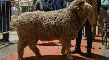 Una cabaña centenaria trajo sus ovinos merinos a la Expo Rural