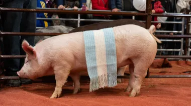 “Don Valentín”, la cabaña porcina que en un año calendario logró reunir 24 títulos nacionales