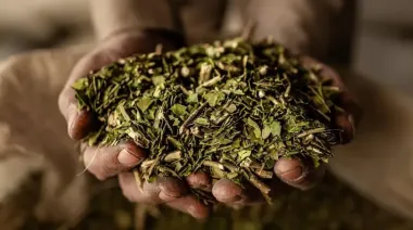 Yerbateros de Misiones piden la emergencia agropecuaria