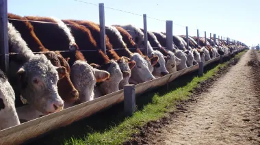El feedlot frente a un escenario desafiante: “La cuenta hoy al ingresar en los corrales es negativa”