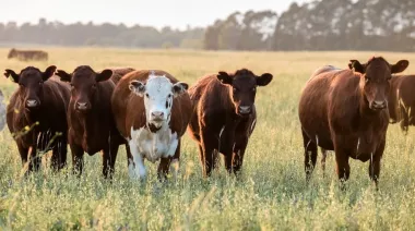 Un millón menos: la Argentina cerraría 2025 con el tercer año consecutivo de caída del rodeo vacuno