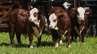 Meabe como criador y presidente de la SRC: “El ternero atraviesa uno de los mejores momentos”