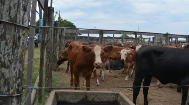 Bella Vista: Con más de 1600 cabezas abrió el circuito de remates para pequeños productores