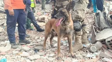 Bart, el perro rescatista argentino que fue clave para salvar a dos niños atrapados entre los escombros