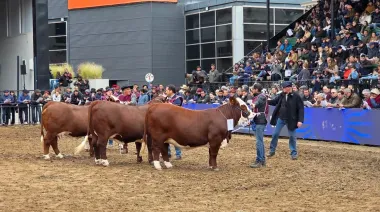 Corrientes exhibe su potencial ganadero y genético en la Expo Rural de Palermo