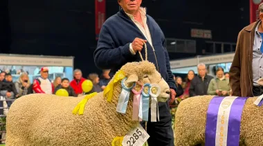Orgullo correntino: "Yiyí", el carnero de La Cruz que se consagró Gran Campeón en la Expo Rural de Palermo