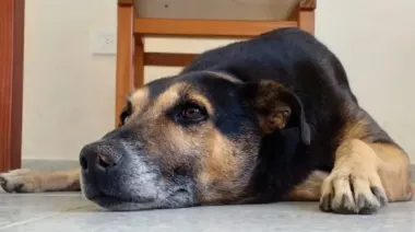 Alvear despide a Pichino, el perro que se ganó el corazón de todo un pueblo