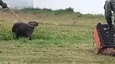 Sorpresa en Esquina: un carpincho apareció en la zona de la Terminal