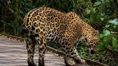 Juicio histórico: acusan a un hombre de matar un yaguareté y podría sentar un precedente