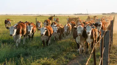Ante el avance de El Niño, Corrientes pide a los productores anticiparse y reducir el riesgo en los campos