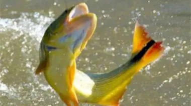 Corrientes habilitó nuevamente la pesca en el Paraná tras finalizar la veda extraordinaria