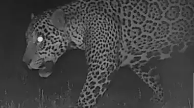 Crecida del Paraná: alerta en Itatí por la posible presencia de un yaguareté