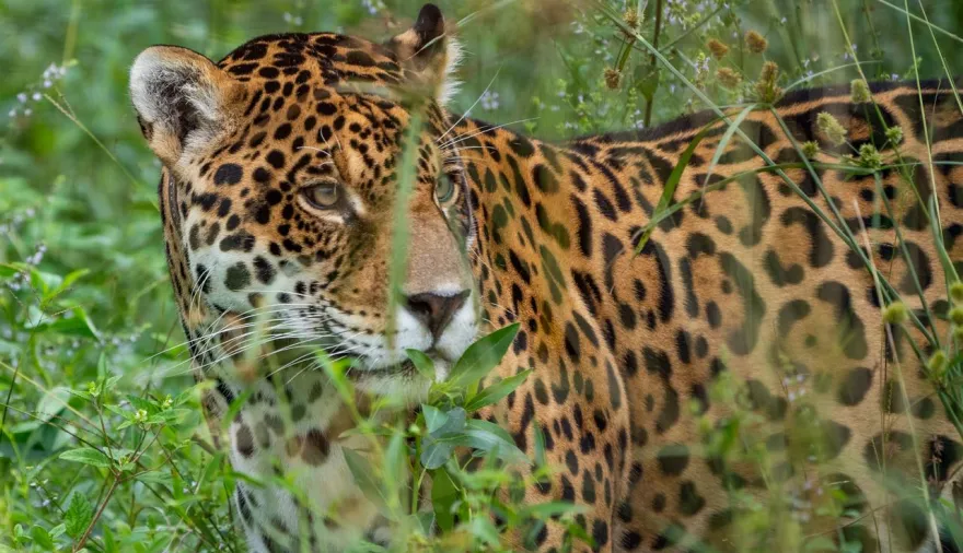 Corrientes, la provincia con más yaguaretés libres, se afianza en producción de naturaleza y turismo