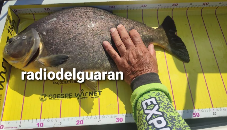 La foto original del Pacu mayor es de 52 cm: advierten sobre edición falsa