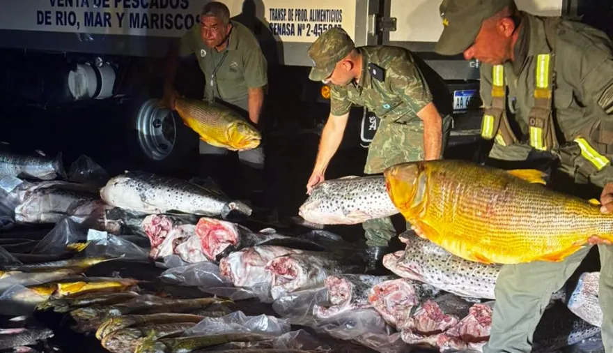 Ituzaingó: Secuestran más de 700 kilos de pescado, incluyendo dorados y surubíes