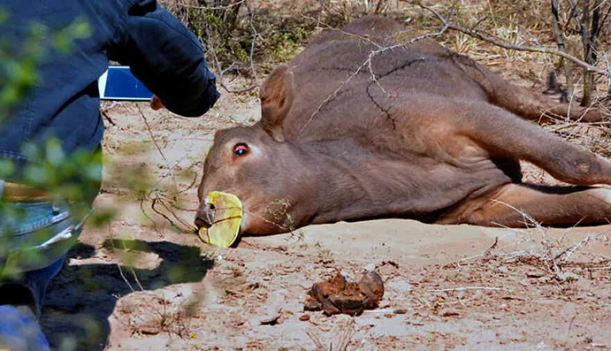 Rabia en el NEA: confirman focos en Corrientes y Misiones y refuerzan controles sanitarios