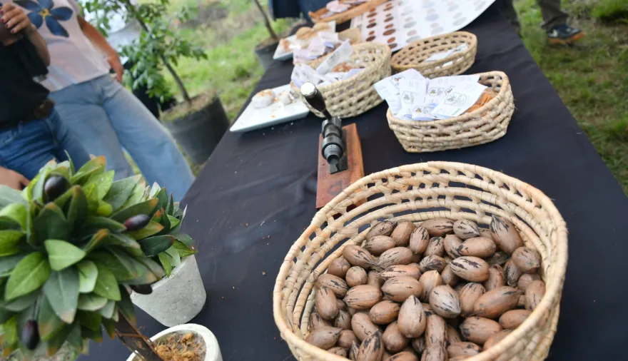 Corrientes ya exporta nuez pecan a Emiratos Árabes, Europa y China