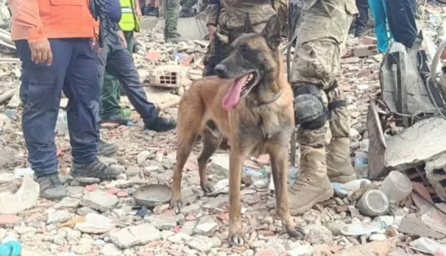Bart, el perro rescatista argentino que fue clave para salvar a dos niños atrapados entre los escombros