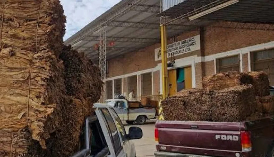 Goya: Productores de tabaco recibirán pago de sobreprecio por acopio