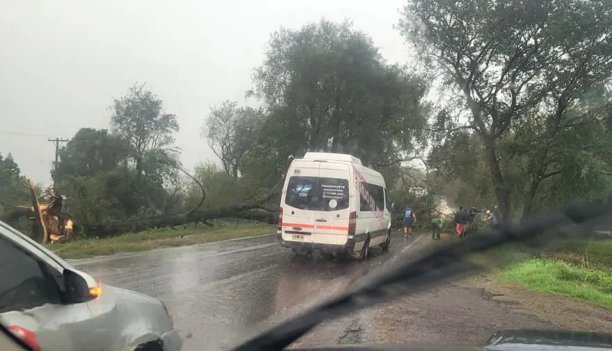 Fuerte temporal azotó la Tercera Sección El Carmen: caída de árboles, postes y cortes de energía