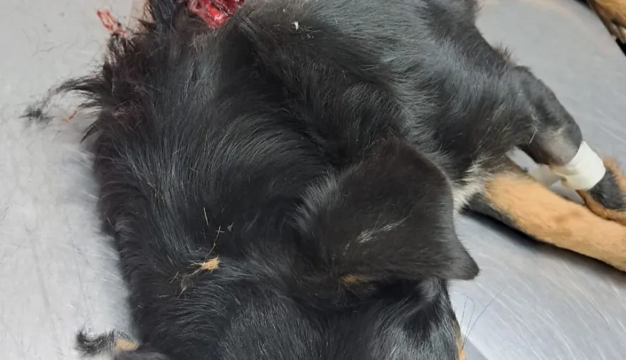 Mató de un escopetazo al perro de su vecino y la Policía Rural lo puso tras las rejas