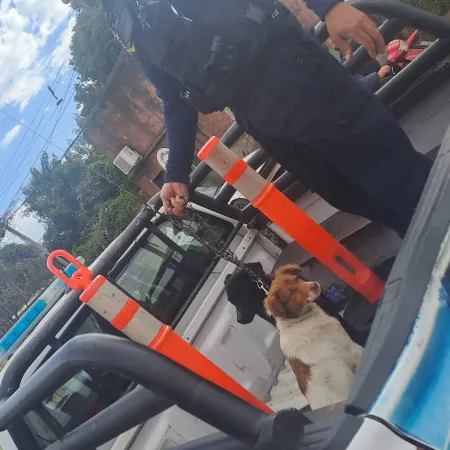 Comisaría 1ra Goya: Policía rescató a dos perros maltratados
