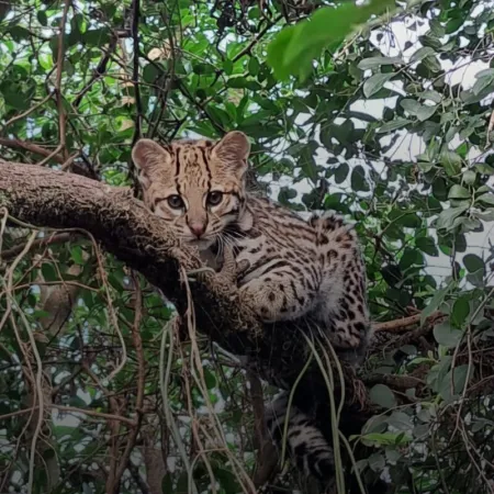 Pelusa, la ocelote que se prepara para volver al Iberá