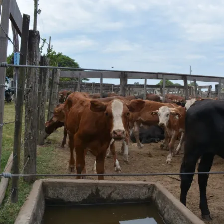 Bella Vista: Con más de 1600 cabezas abrió el circuito de remates para pequeños productores