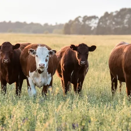 Corrientes: recomiendan vacunar el ganado ante un brote de rabia paresiante en el norte provincial